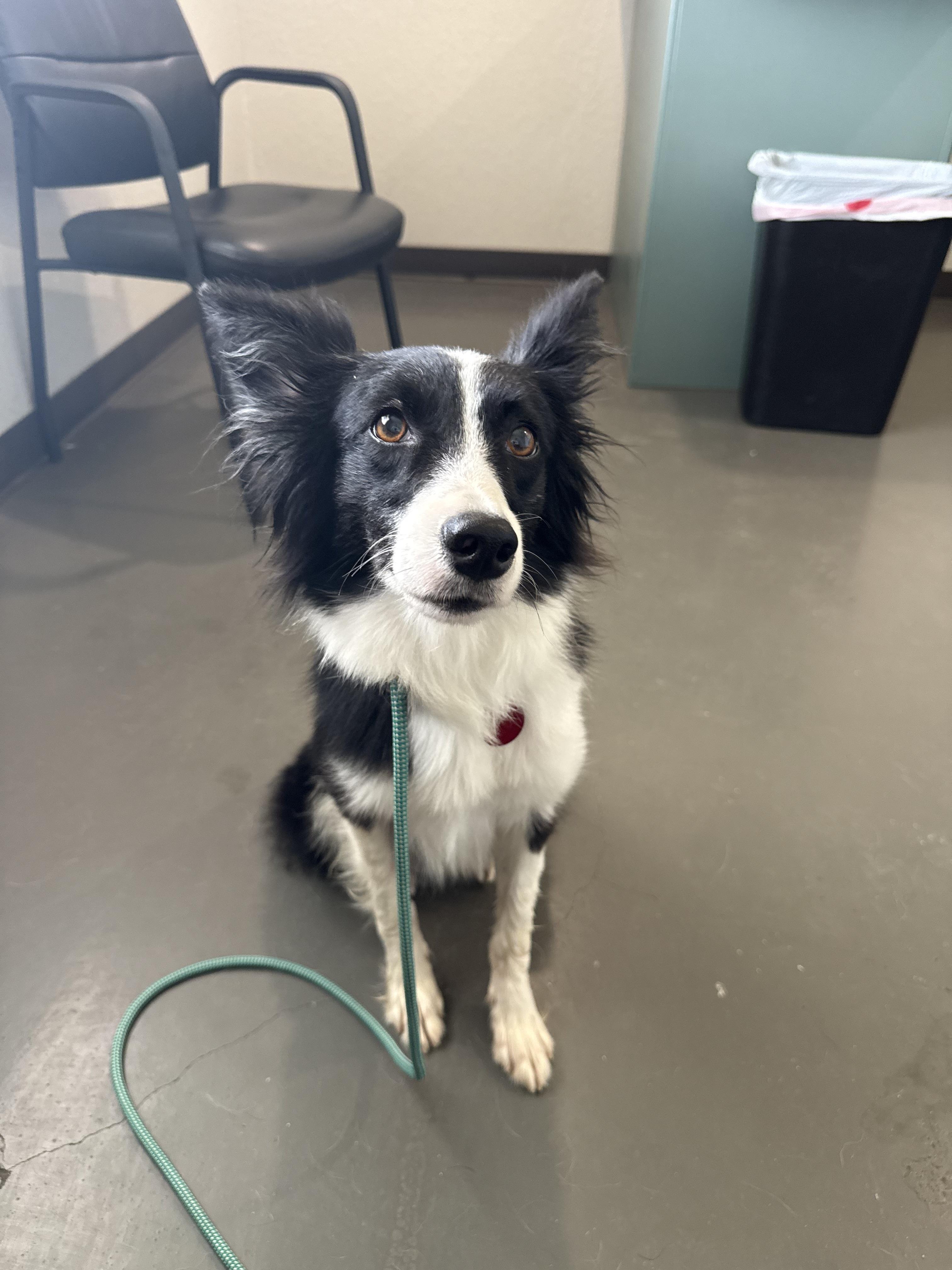 Enlarge Bellona, a Adoptable Border Collie in Arlington, TX image 6/6