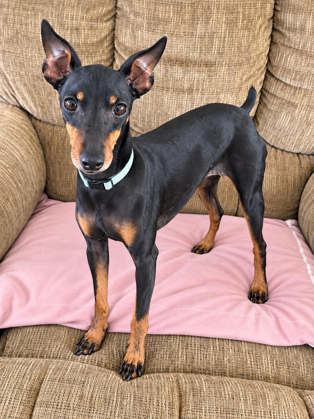 Enlarge Penny, a Adopted Toy Manchester Terrier in Douglas, GA image 1/1