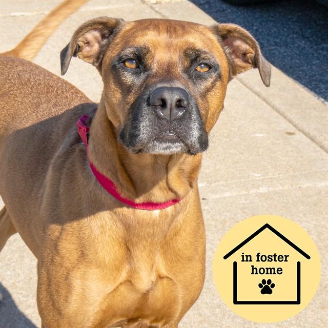 OLIVIA, Adoptable, Adult Female German Shepherd Dog & Great Dane.