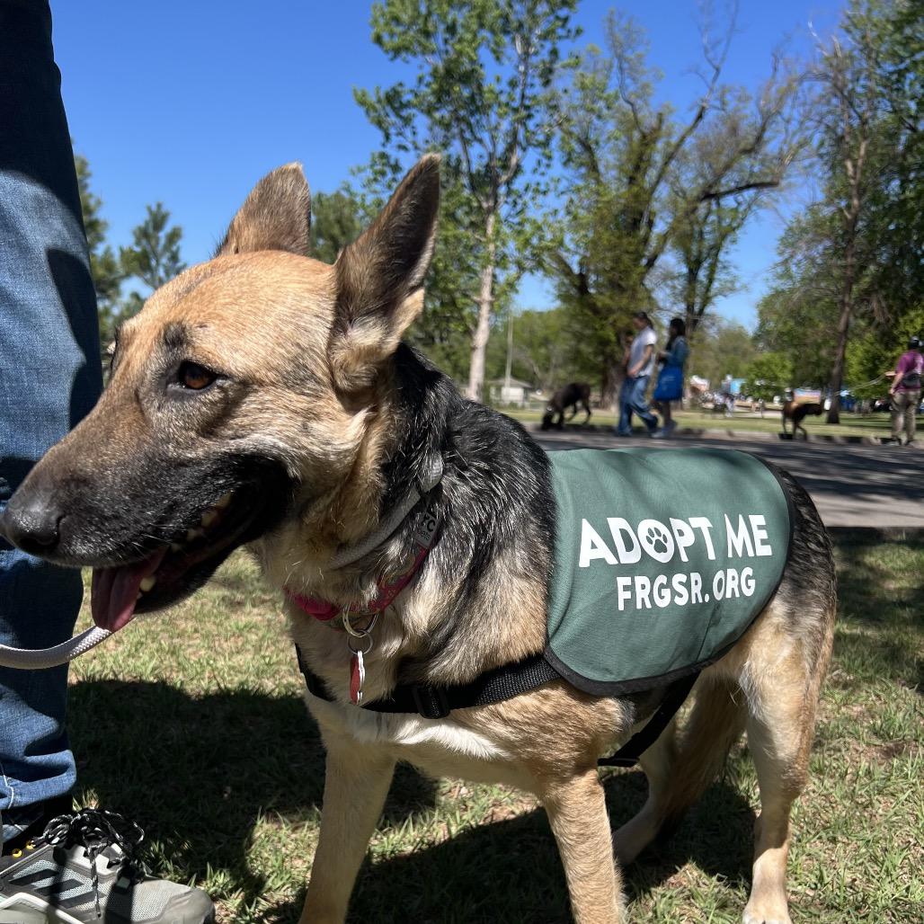 OT Lyra, Adoptable, Adult Female German Shepherd Dog.