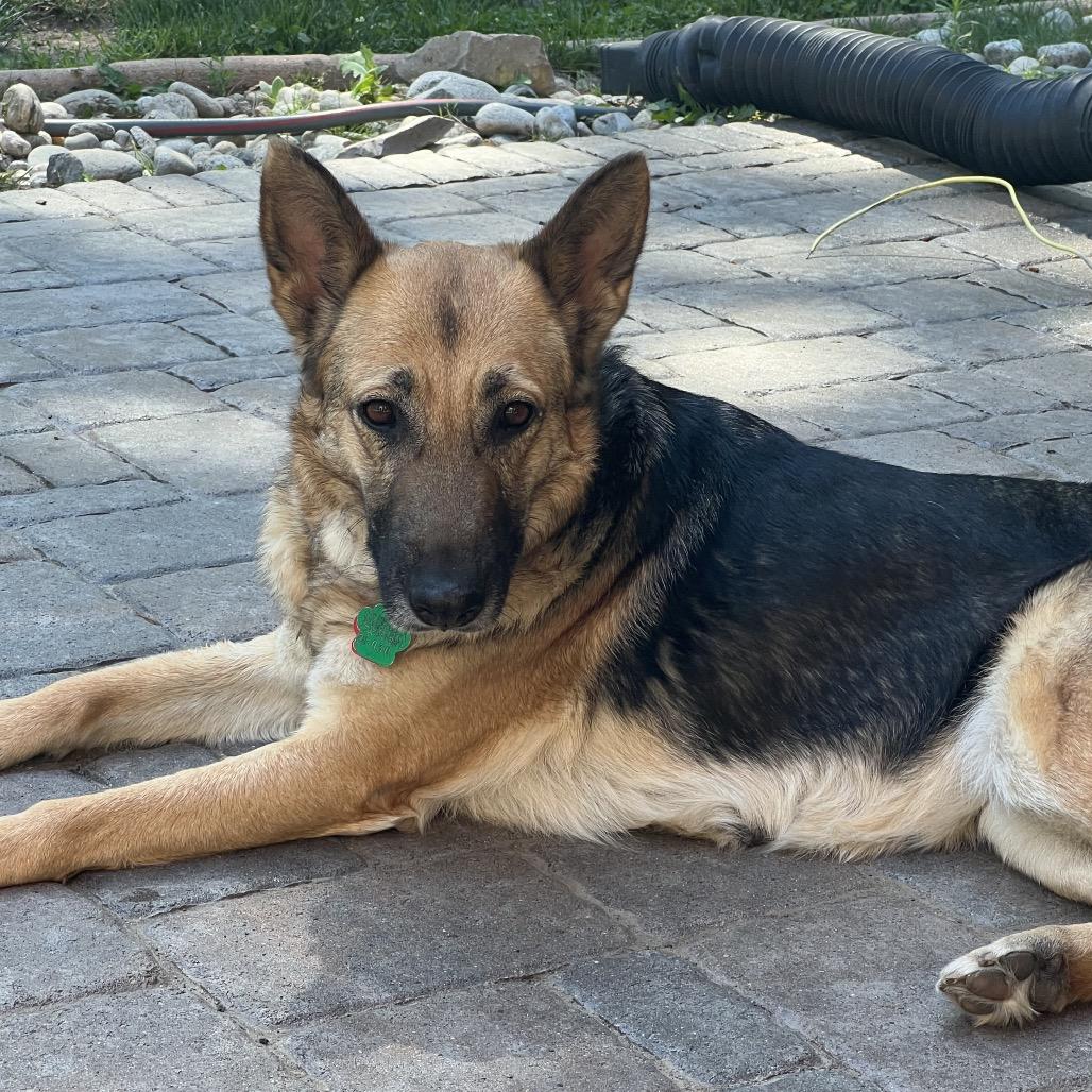 OT Lyra, a Adoptable German Shepherd Dog in Lakewood, CO image 2/6