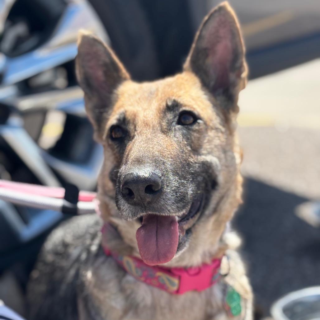 OT Lyra, a Adoptable German Shepherd Dog in Lakewood, CO image 3/6