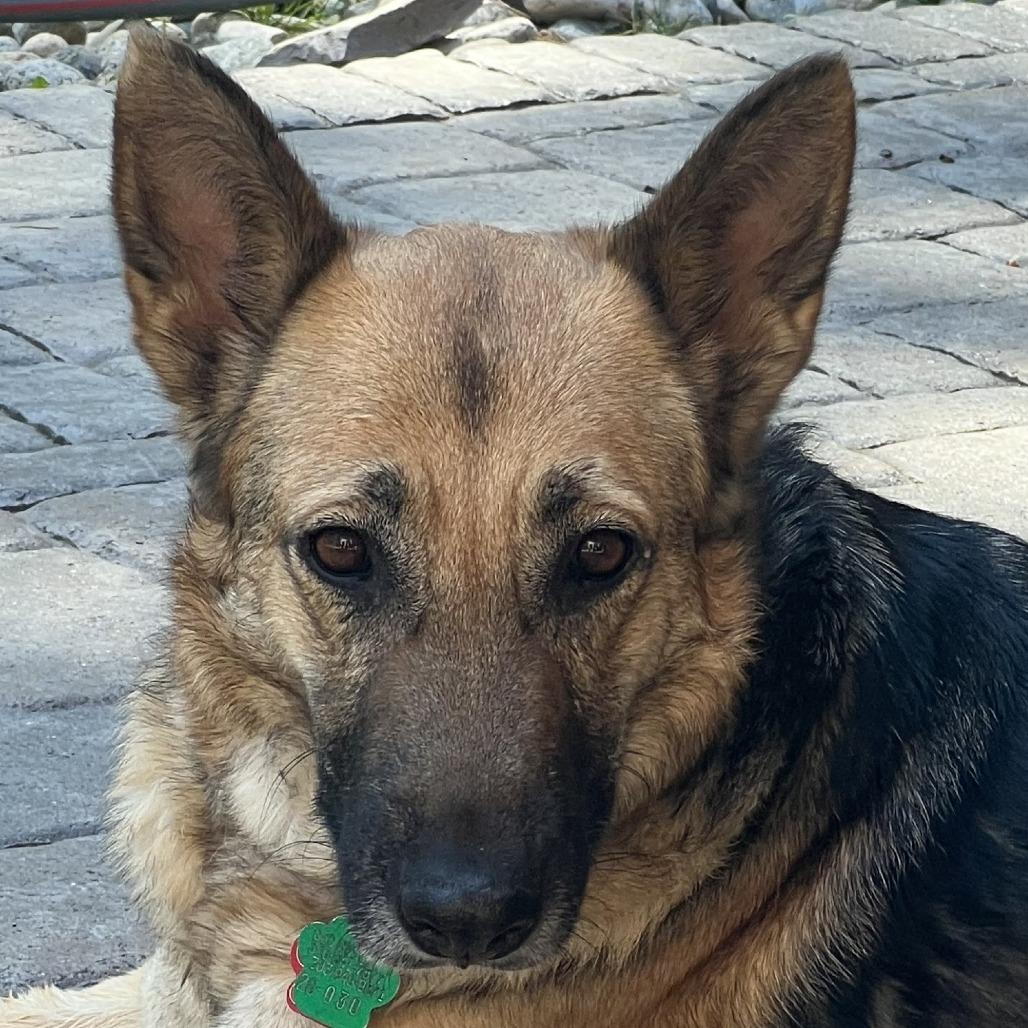 OT Lyra, a Adoptable German Shepherd Dog in Lakewood, CO image 4/6