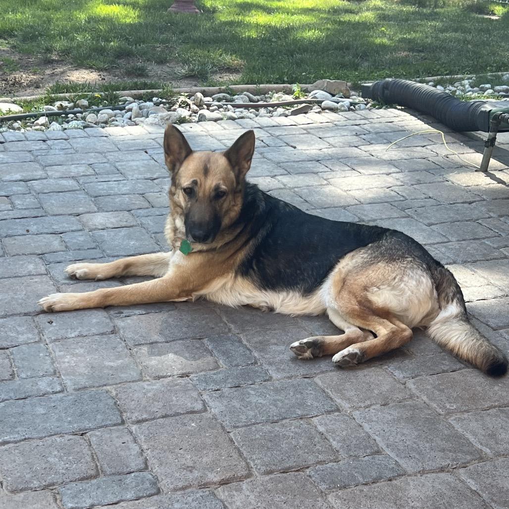 OT Lyra, a Adoptable German Shepherd Dog in Lakewood, CO image 5/6