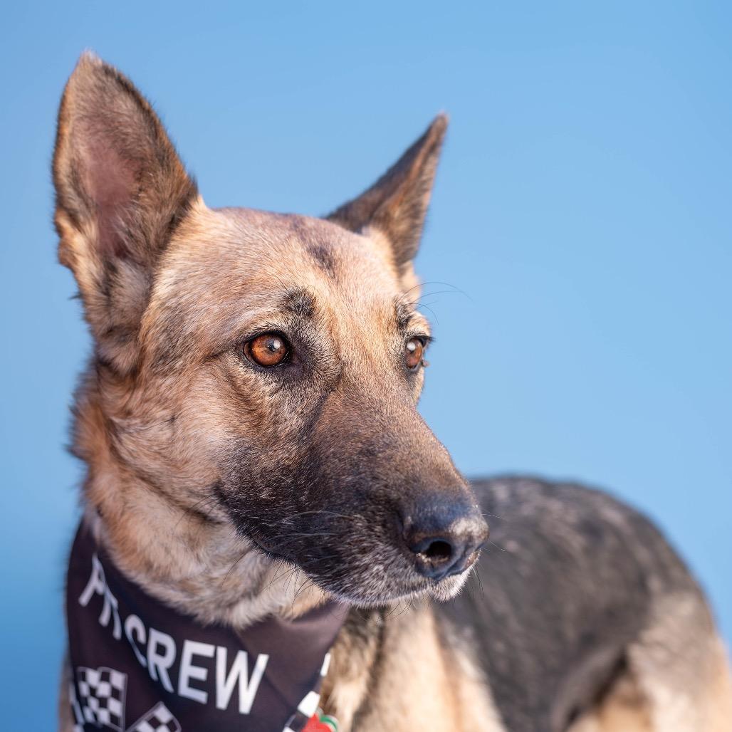 OT Lyra, a Adoptable German Shepherd Dog in Lakewood, CO image 6/6
