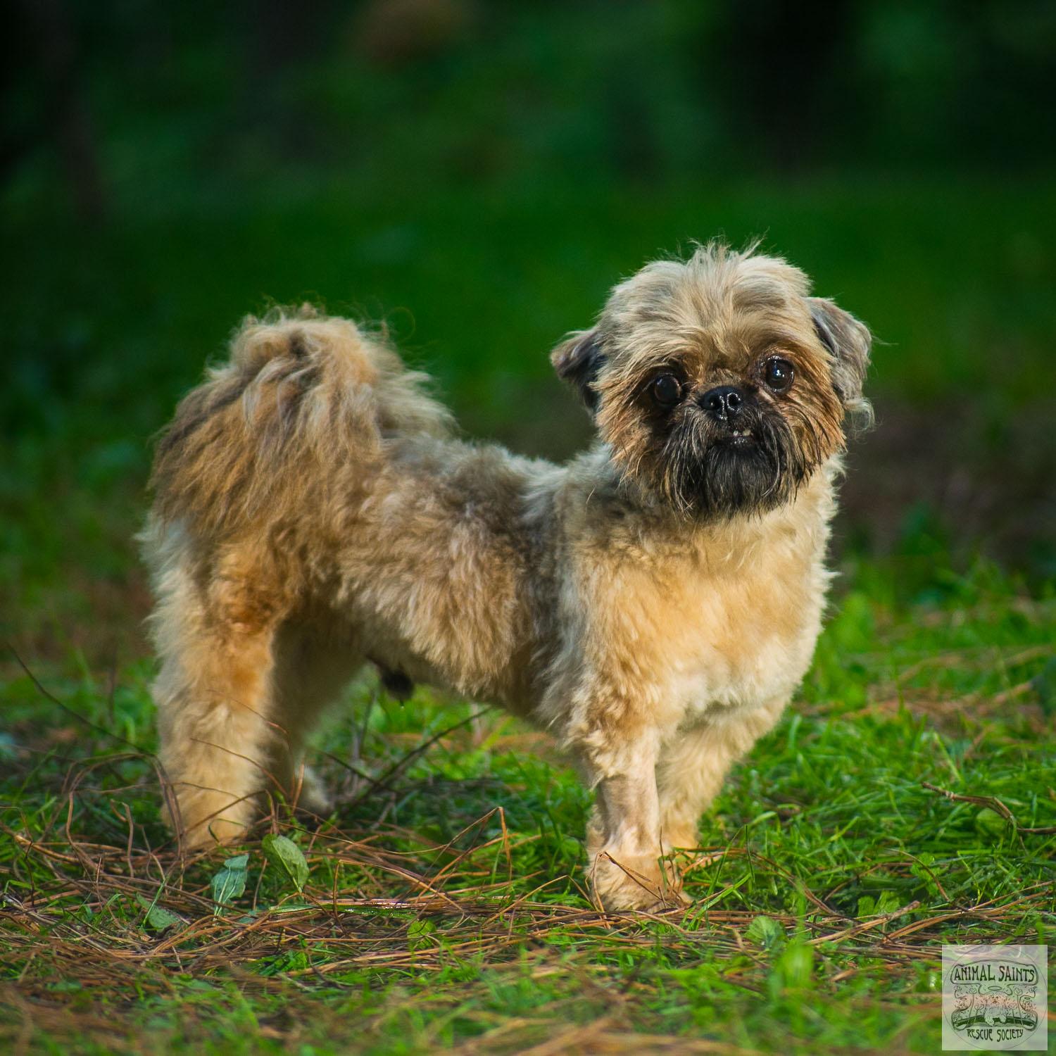 Backstory for Theo Theo was an owner surrender dropped off at an animal control facility where they