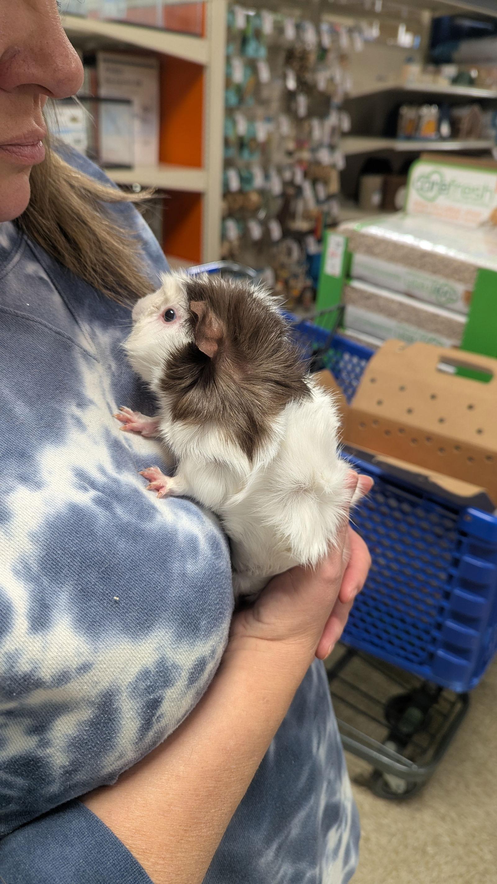 Enlarge Lucy and Ethel, a Adopted Guinea Pig in hinckley, IL image 1/3
