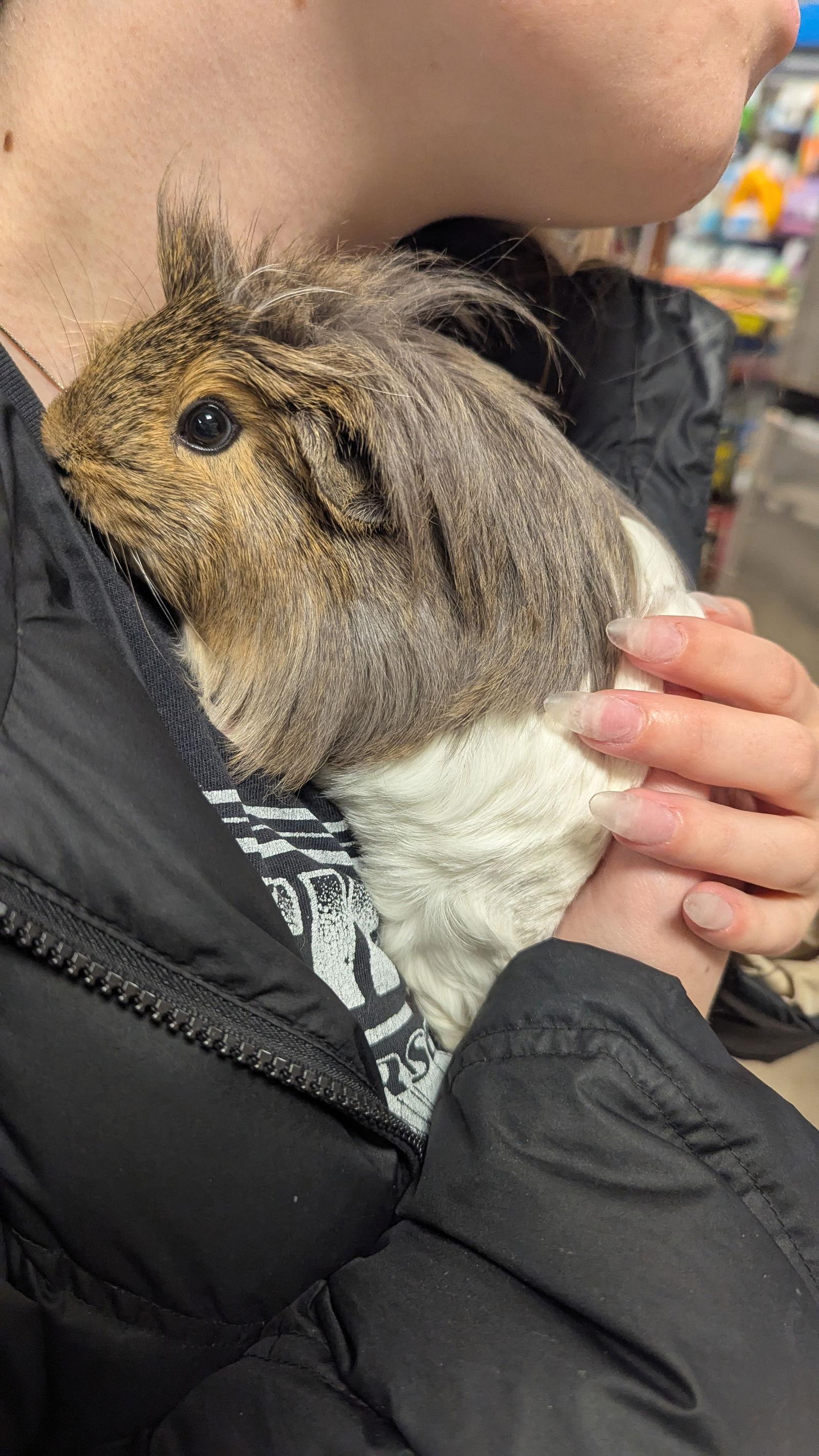 Enlarge Lucy and Ethel, a Adopted Guinea Pig in hinckley, IL image 2/3