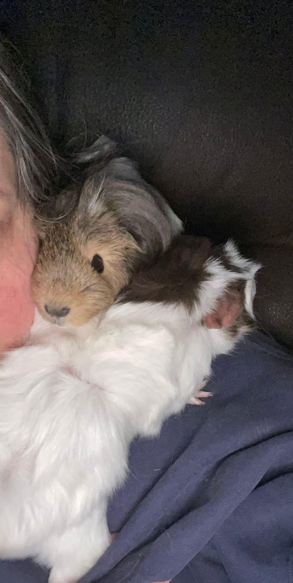 Enlarge Lucy and Ethel, a Adopted Guinea Pig in hinckley, IL image 3/3