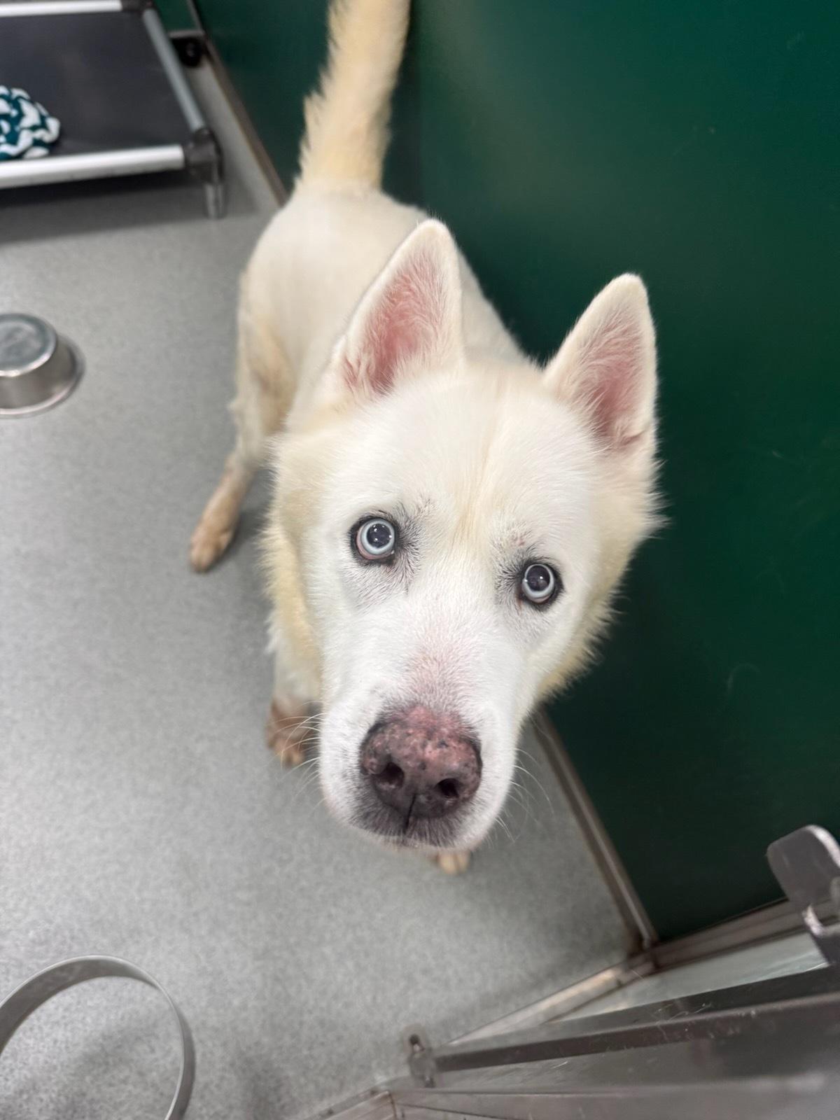 Angel, ADOPTABLE, Senior Male Husky.