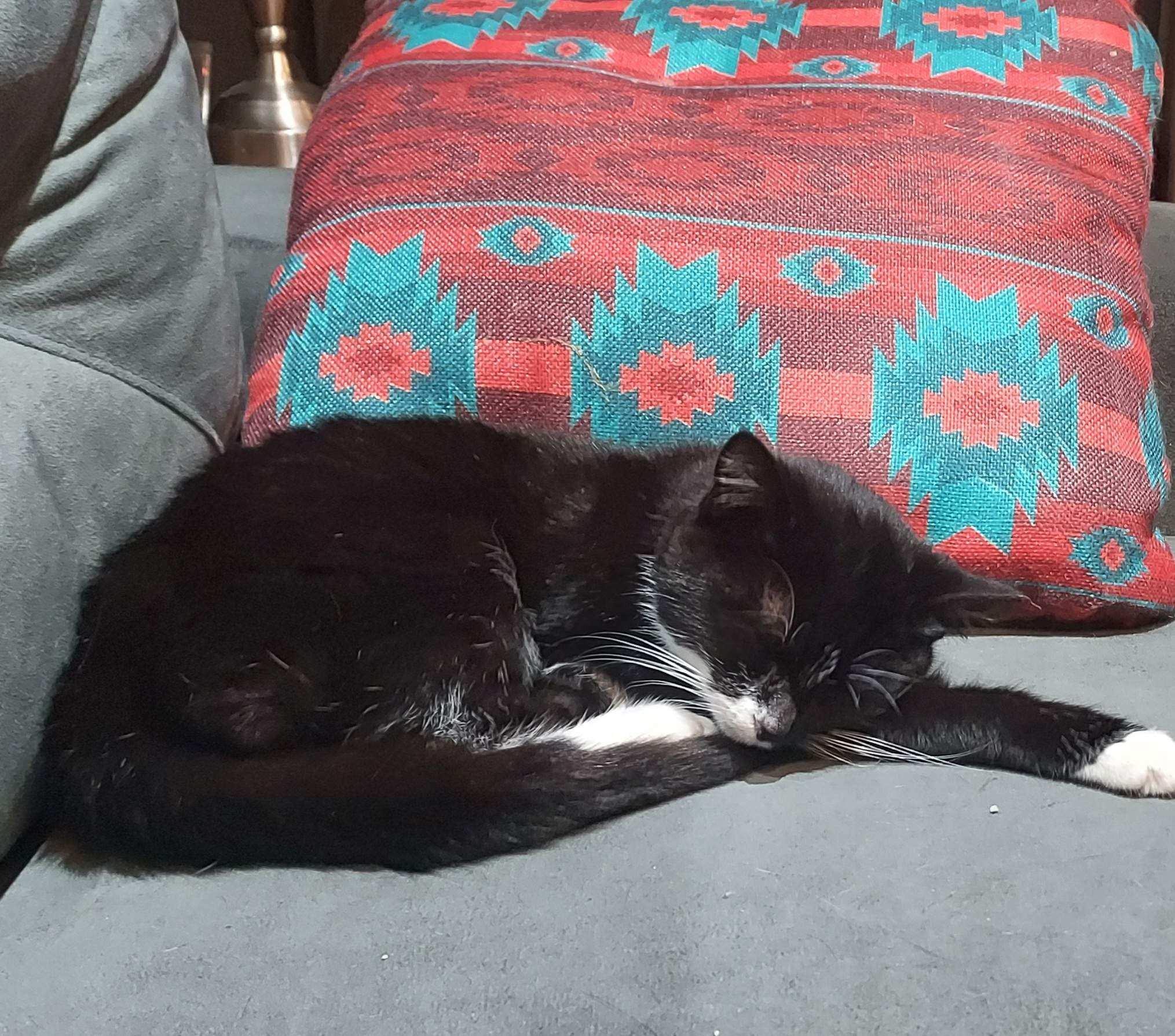 Enlarge Dora, a Adoptable Domestic Short Hair in Avon, NY image 2/2