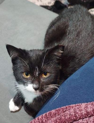 Enlarge Dora, a Adoptable Domestic Short Hair in Avon, NY image 1/2