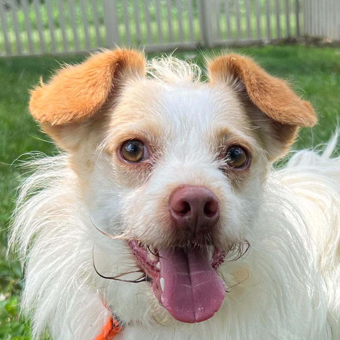 Enlarge Raisin, a Adoptable mixed breed in Auburn, NE image 1/10