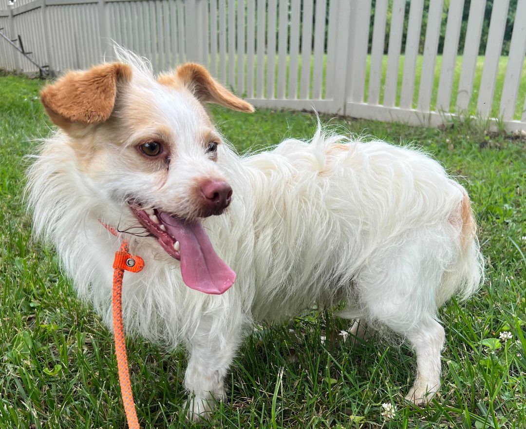 Enlarge Raisin, a Adoptable mixed breed in Auburn, NE image 2/10