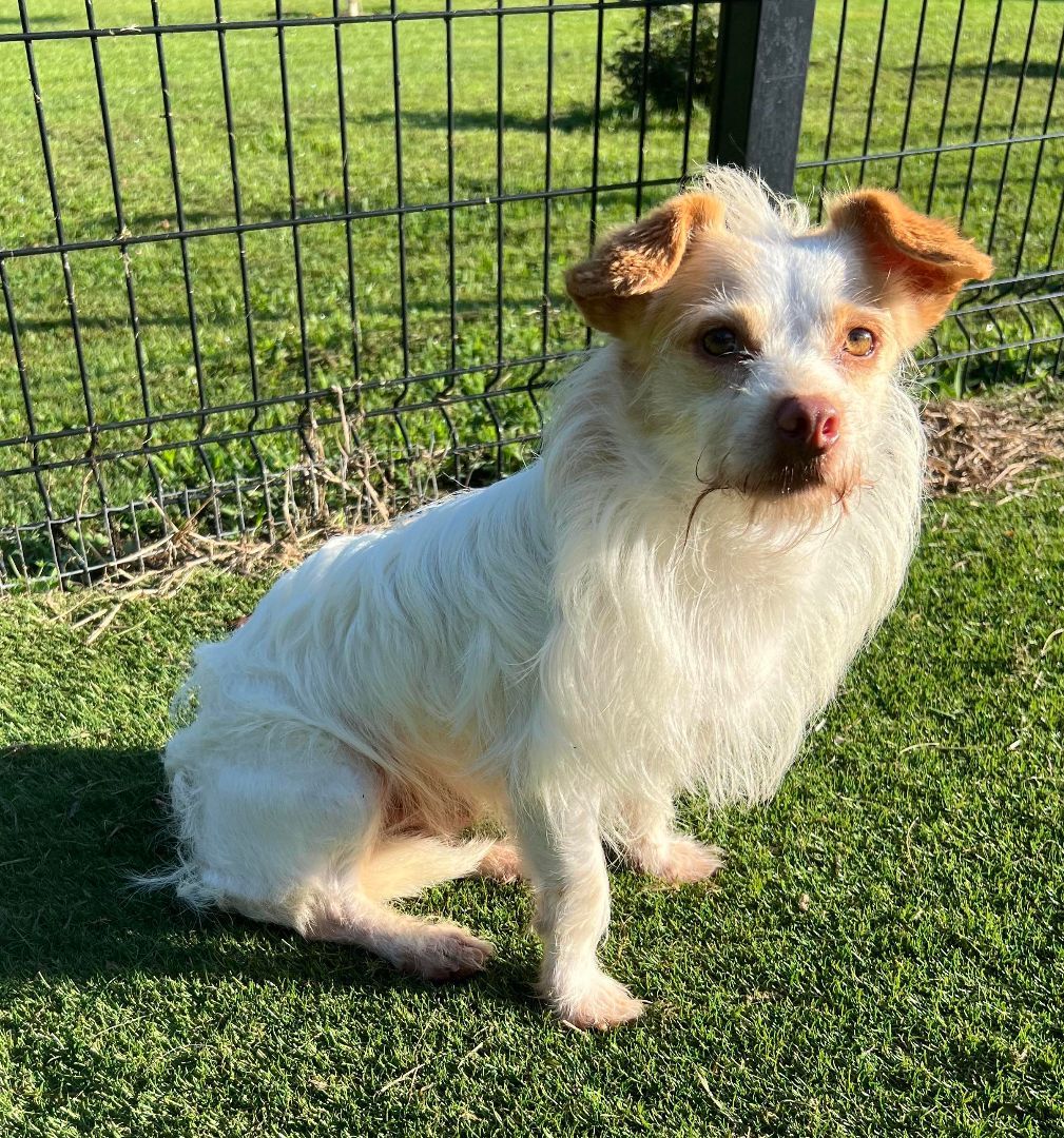 Enlarge Raisin, a Adoptable mixed breed in Auburn, NE image 3/10