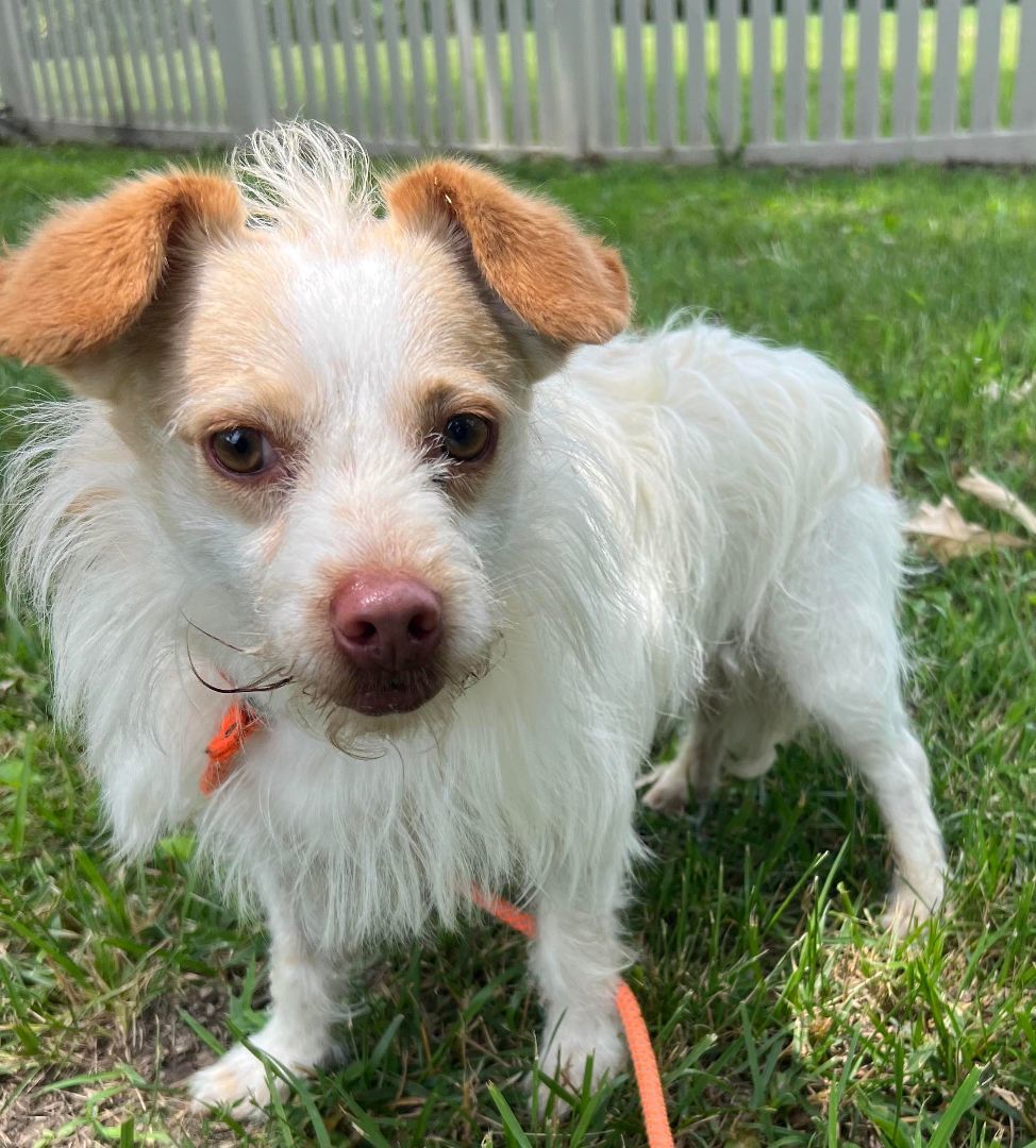 Enlarge Raisin, a Adoptable mixed breed in Auburn, NE image 4/10