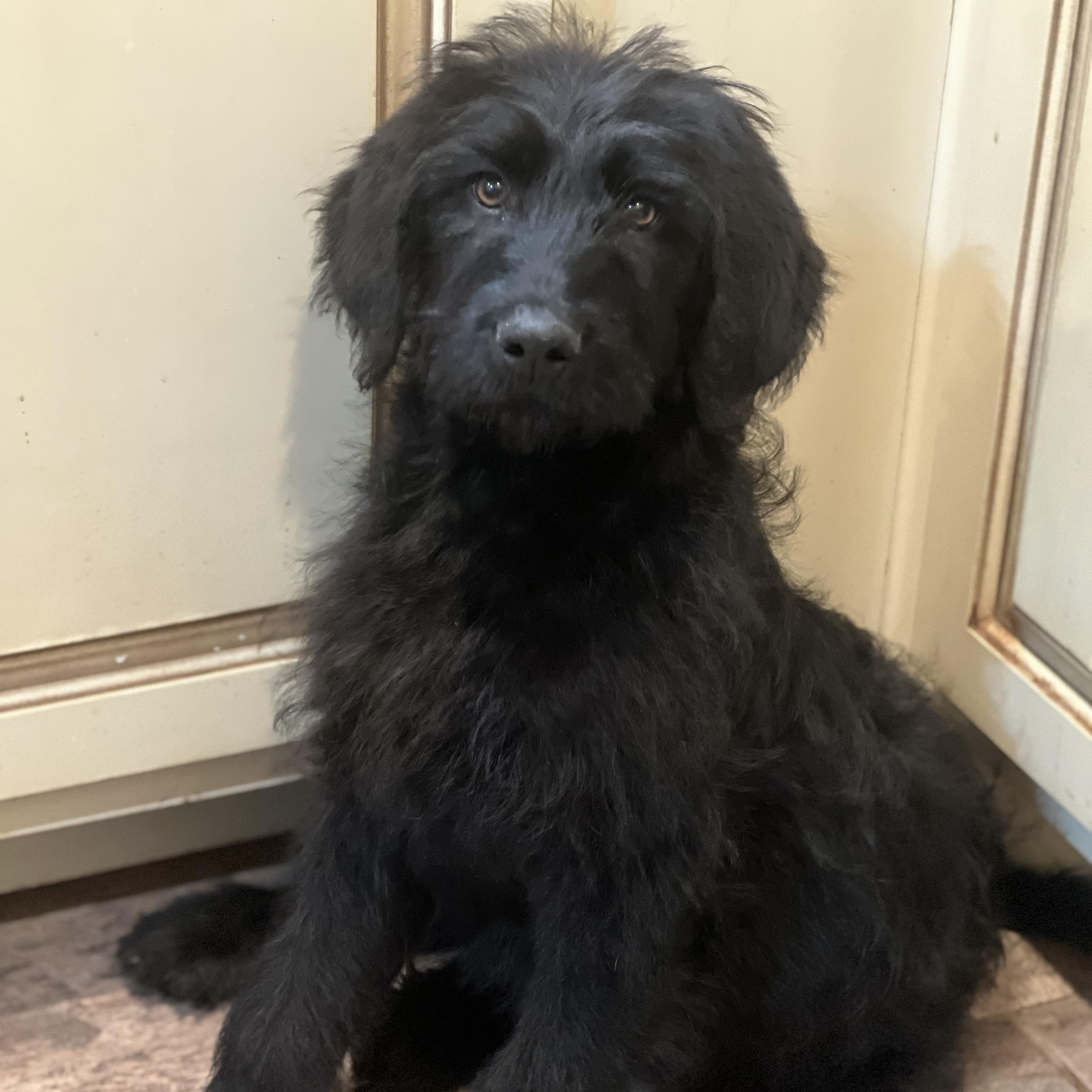 DUTCH, Adopted, Puppy Male Labradoodle.