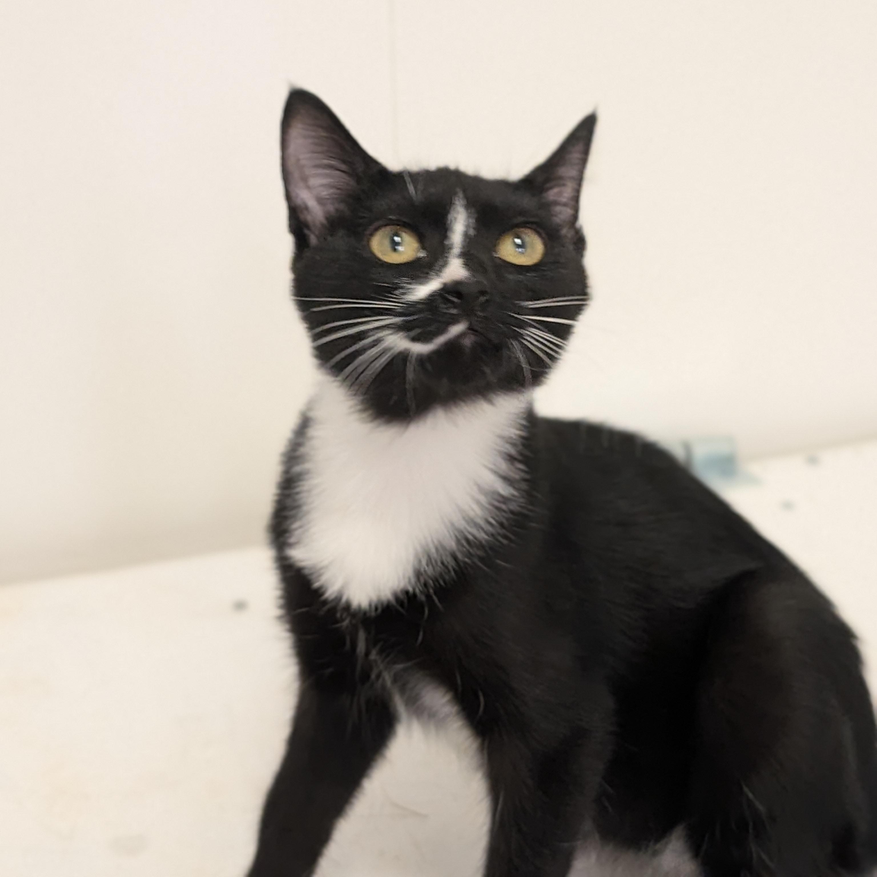 Enlarge Cookie, a Adoptable Domestic Short Hair in St. Augustine, FL image 2/2