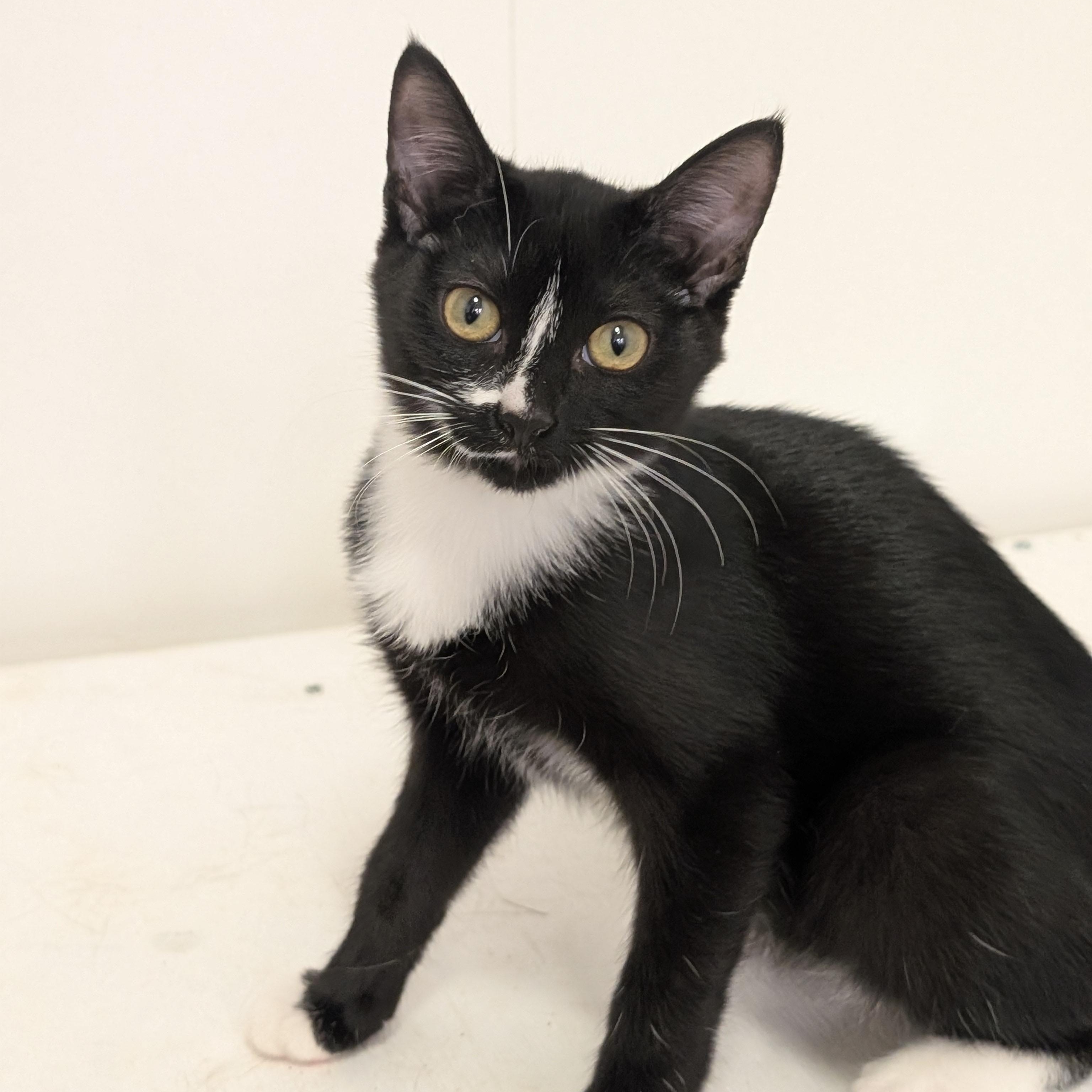 Cookie, Adoptable, Kitten Female Domestic Short Hair.