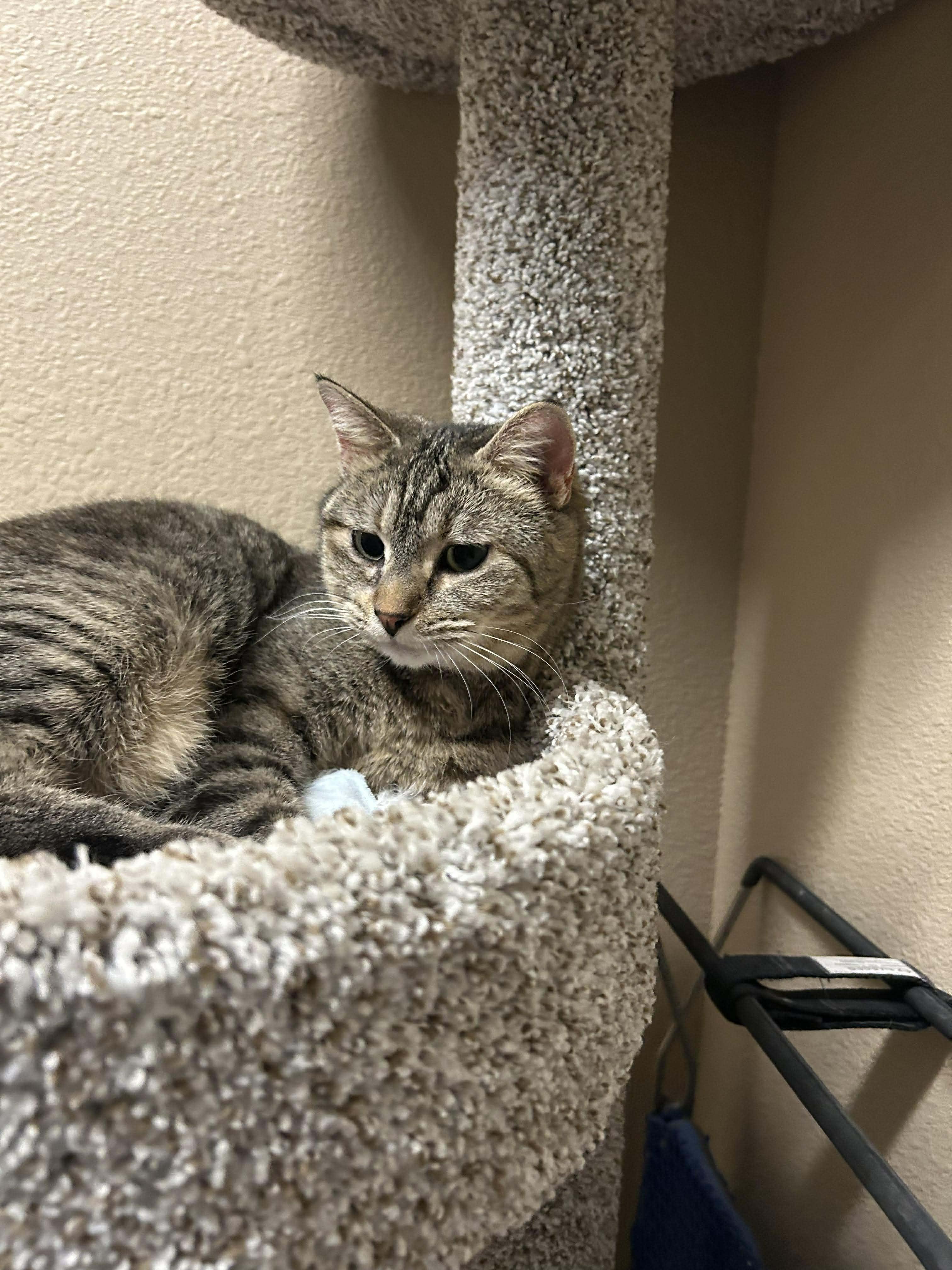 Enlarge Mia, an adopted Domestic Short Hair in Truth or Consequences , NM image 5/5