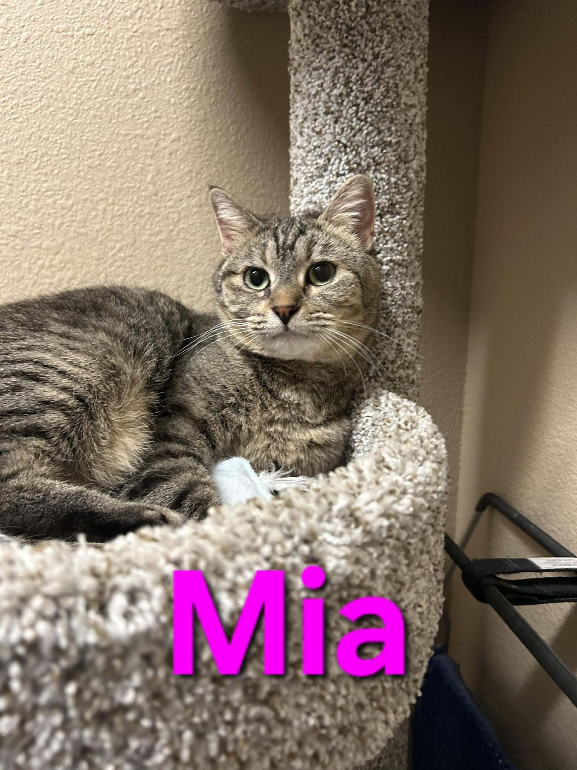 Mia, adopted, Adult Female Domestic Short Hair.