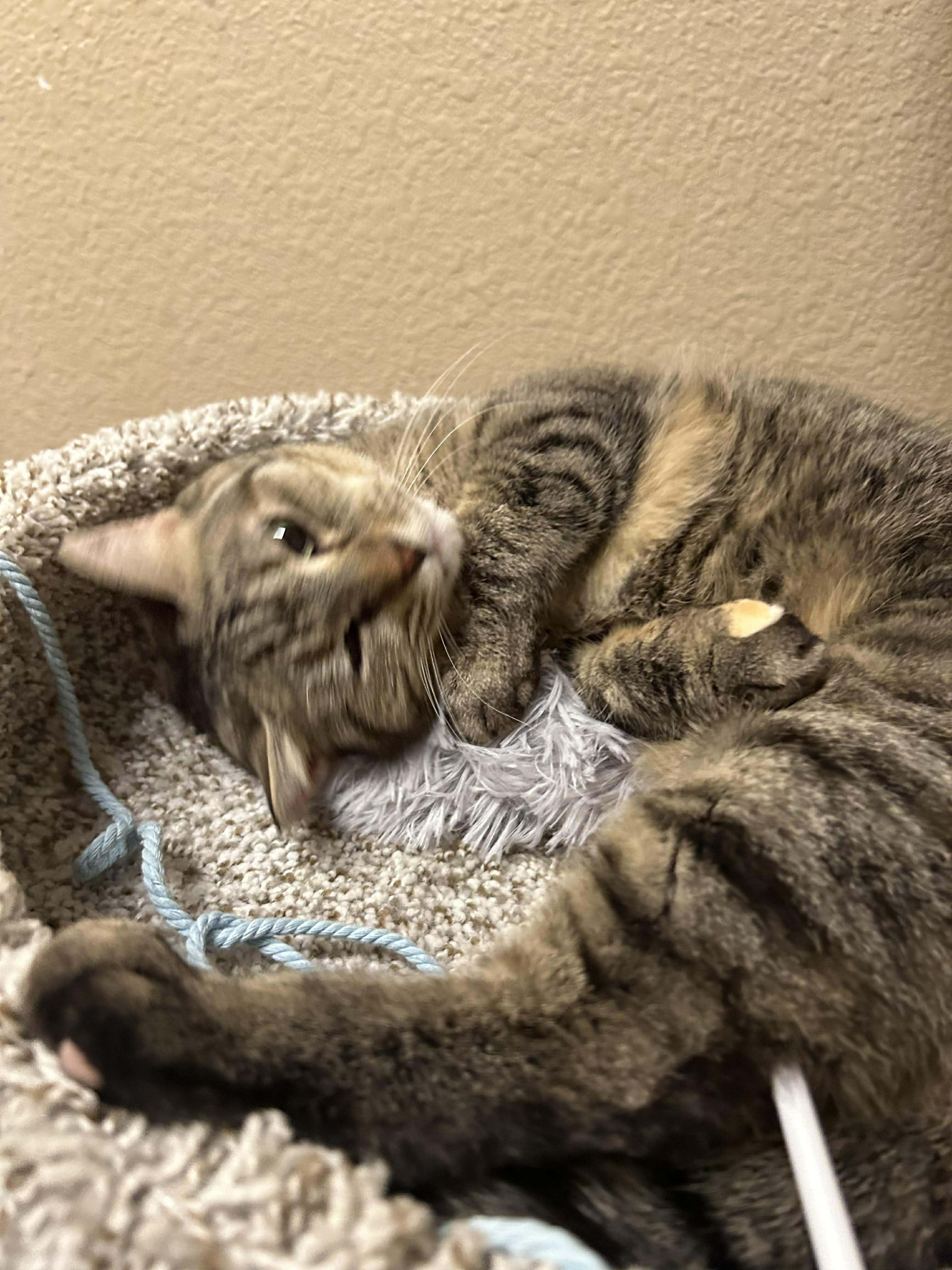 Enlarge Mia, an adopted Domestic Short Hair in Truth or Consequences , NM image 3/5