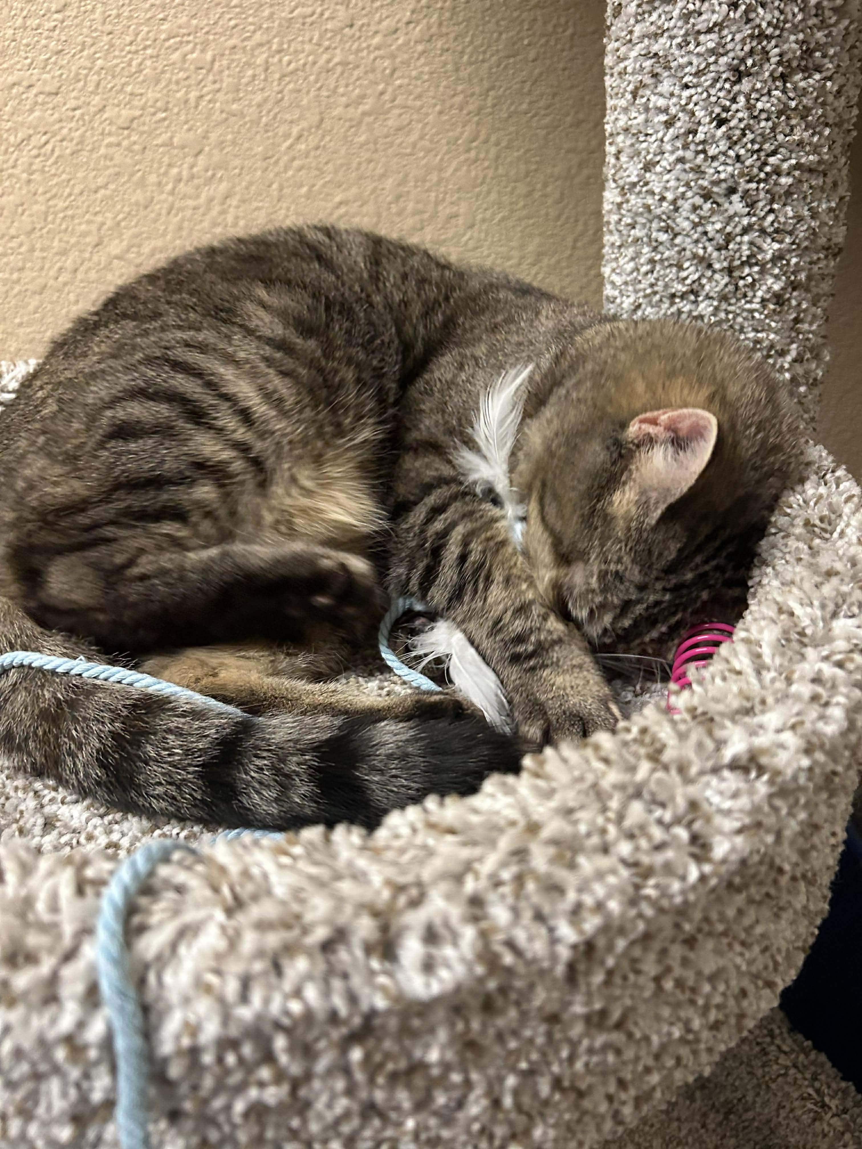 Enlarge Mia, an adopted Domestic Short Hair in Truth or Consequences , NM image 2/5