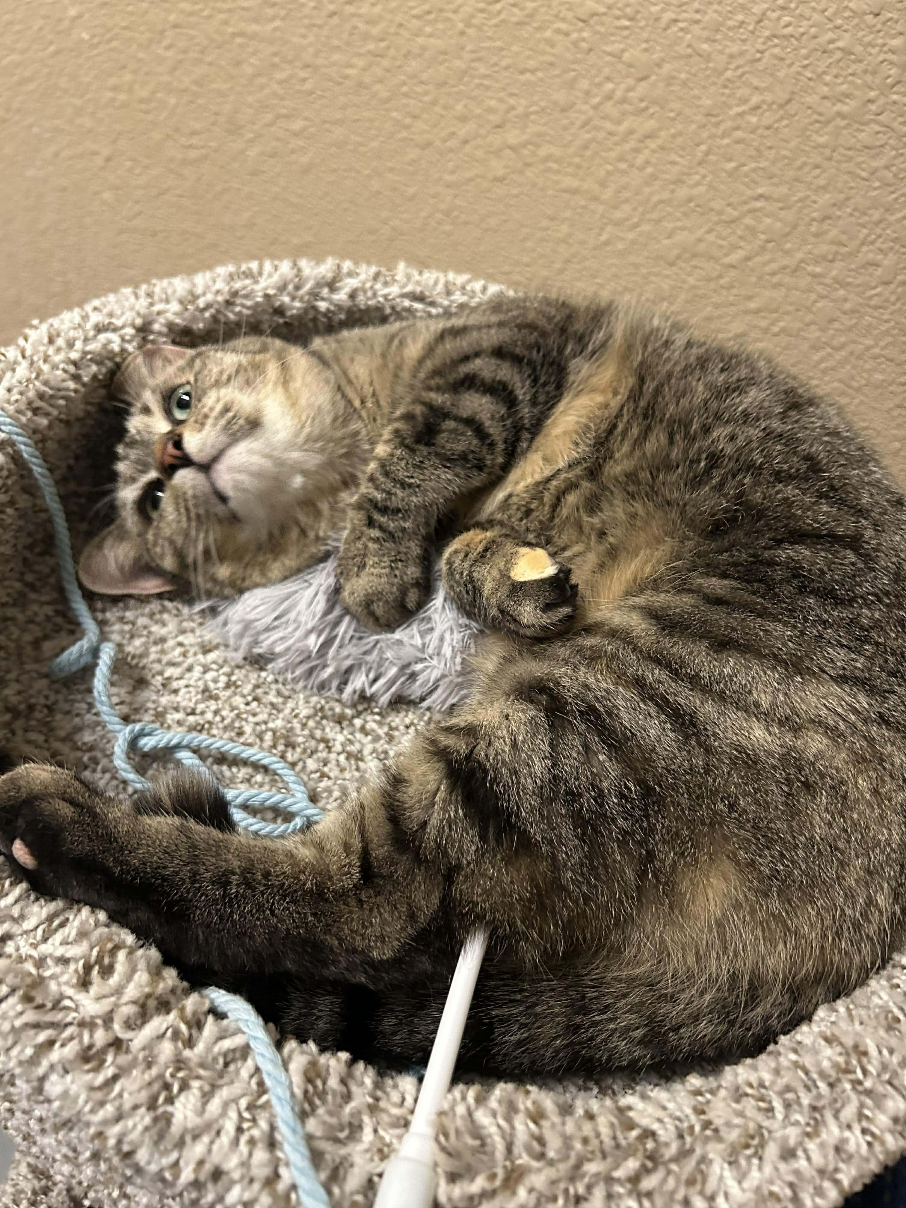 Enlarge Mia, an adopted Domestic Short Hair in Truth or Consequences , NM image 4/5