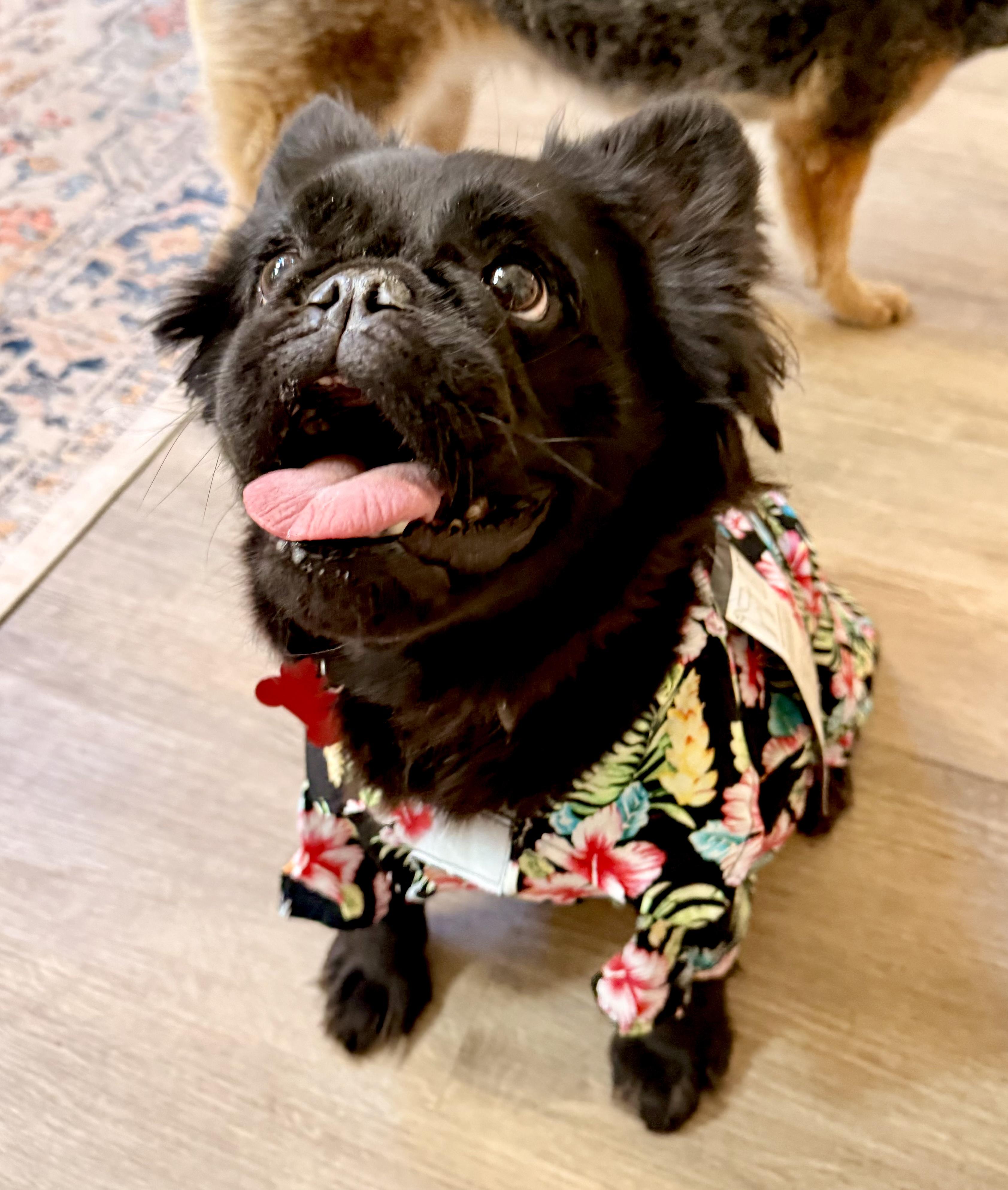 Enlarge Maya, a ADOPTABLE French Bulldog in Rancho Santa Fe, CA image 4/4