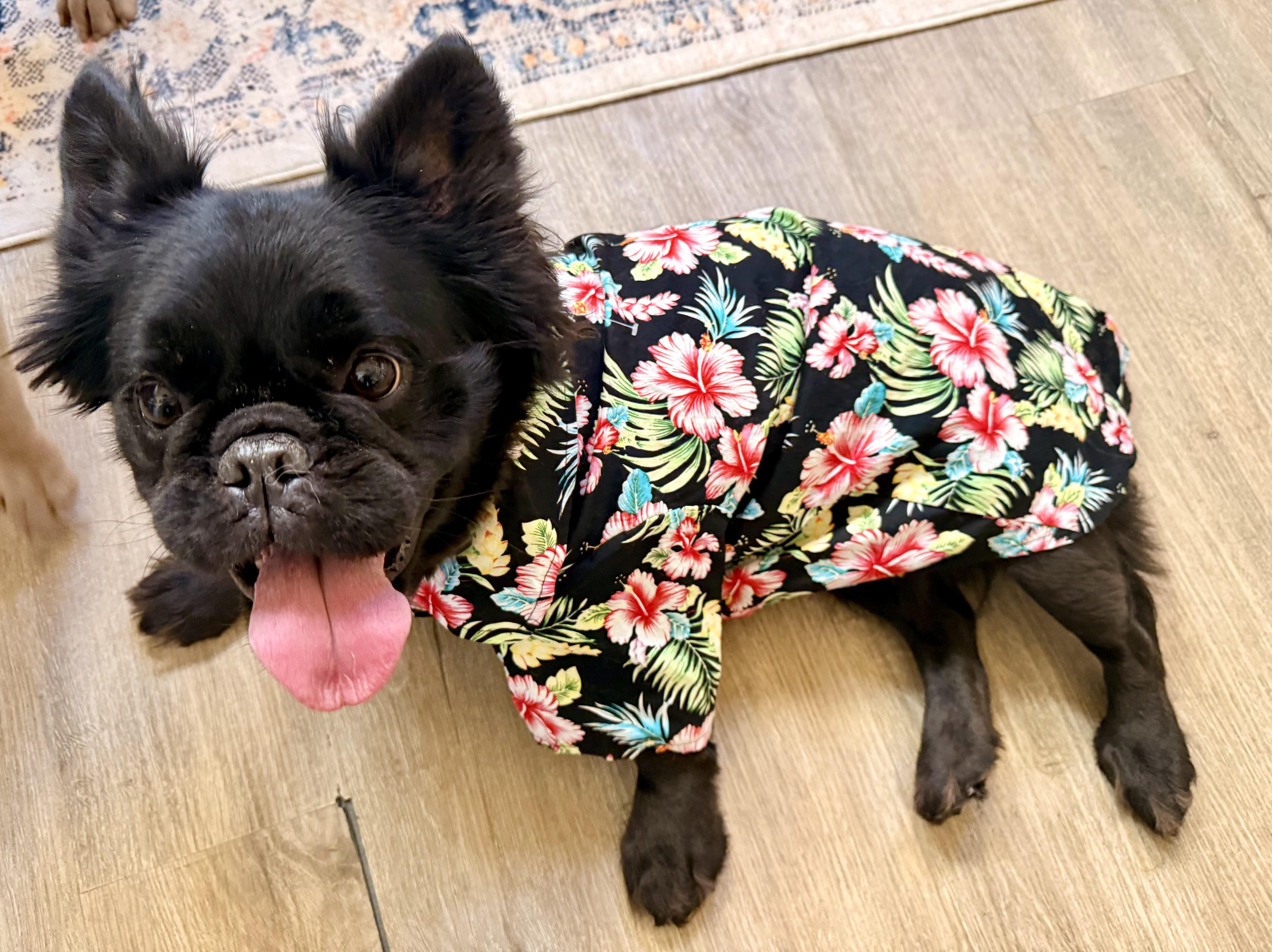 Enlarge Maya, a ADOPTABLE French Bulldog in Rancho Santa Fe, CA image 3/4