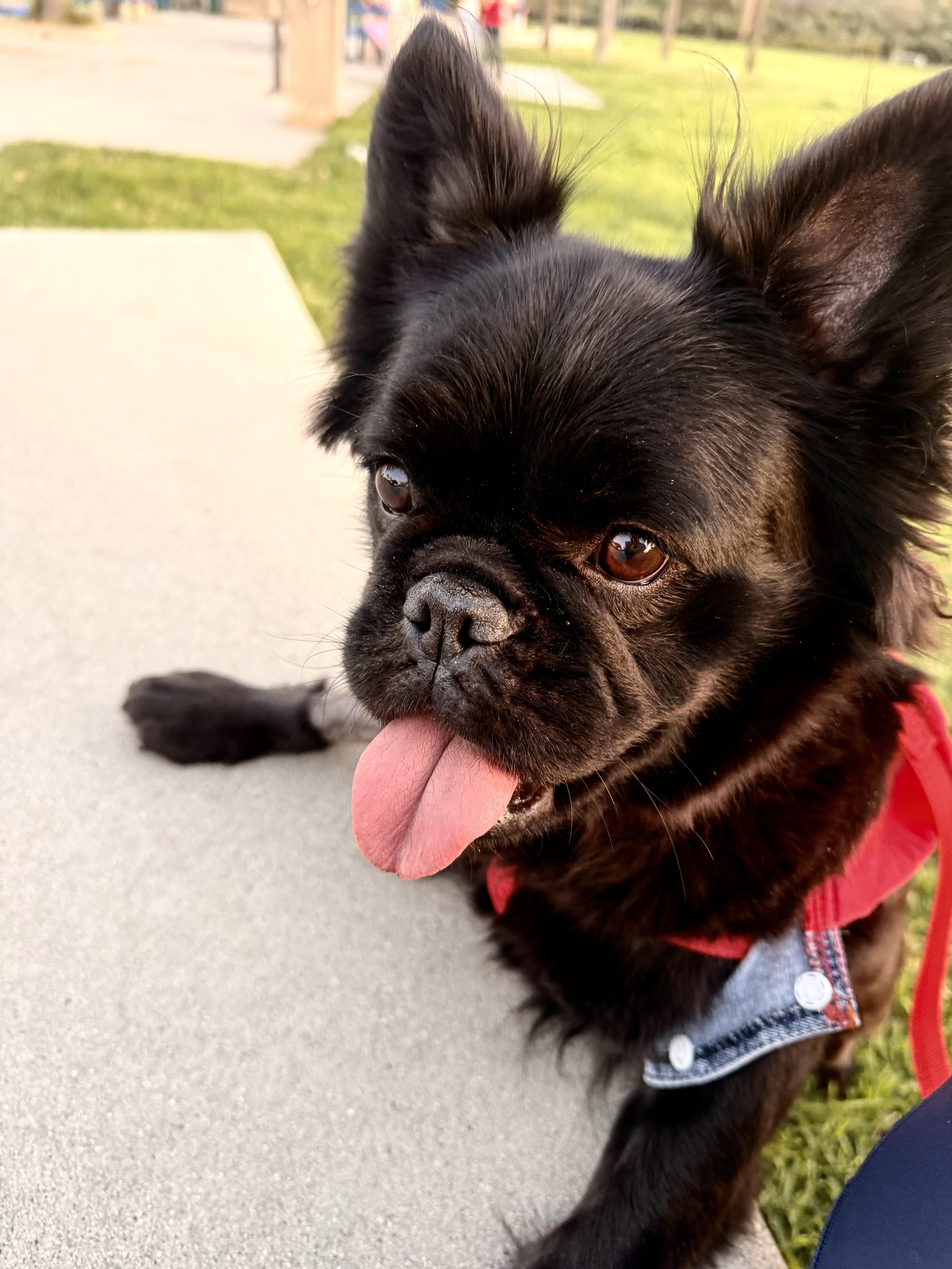 Enlarge Maya, a ADOPTABLE French Bulldog in Rancho Santa Fe, CA image 1/4