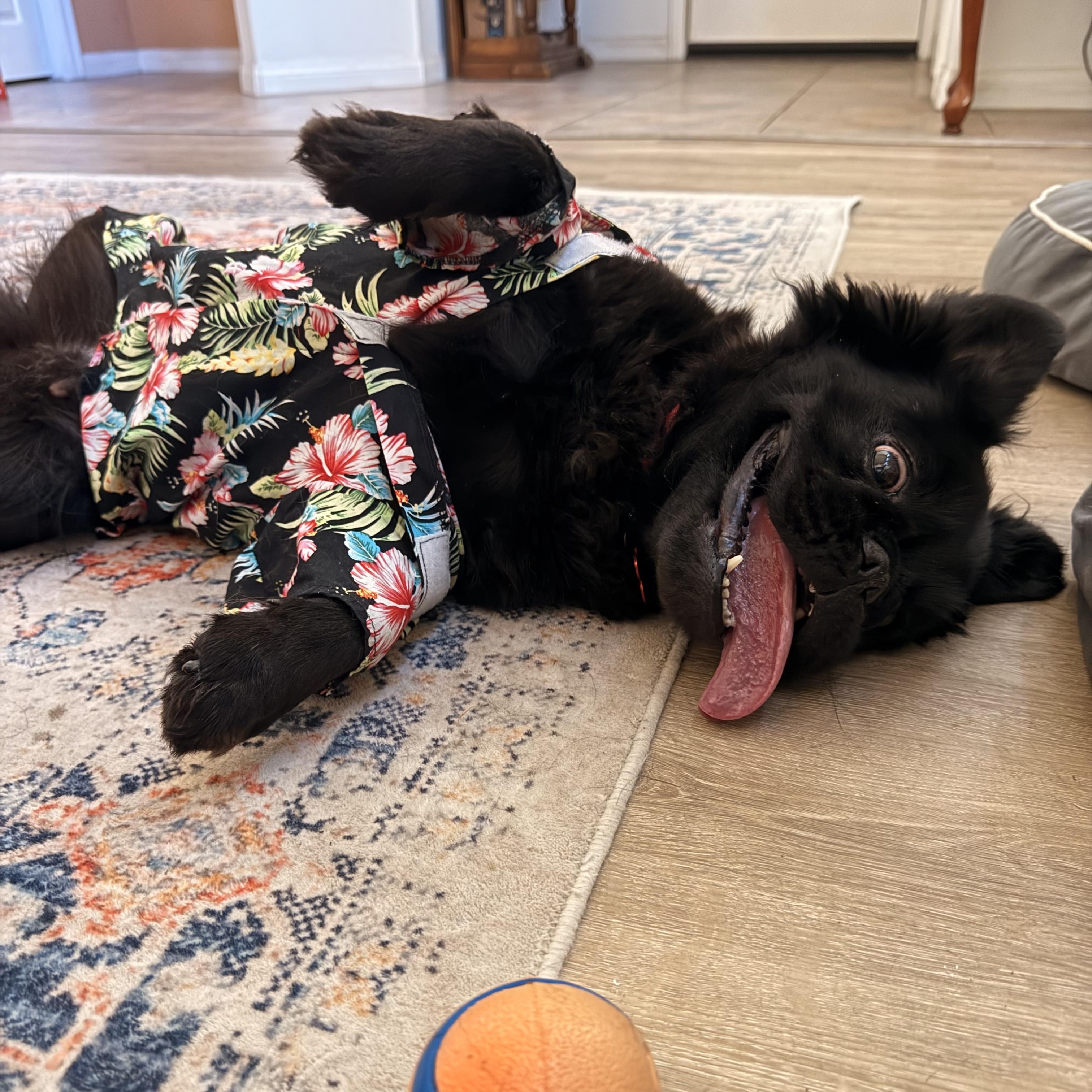 Enlarge Maya, a ADOPTABLE French Bulldog in Rancho Santa Fe, CA image 2/4