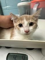 Enlarge Steely, a ADOPTABLE Domestic Short Hair in Manitowoc, WI image 1/1