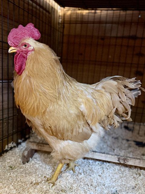 RHUBARB, Adoptable, Young Male Chicken.