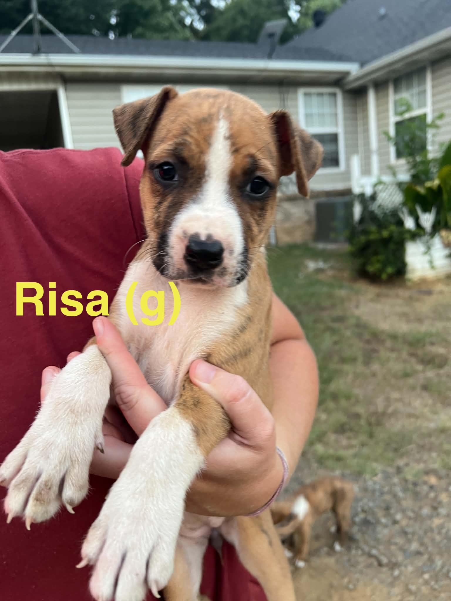 Enlarge Risa, a Adoptable mixed breed in Whiting, NJ image 1/1