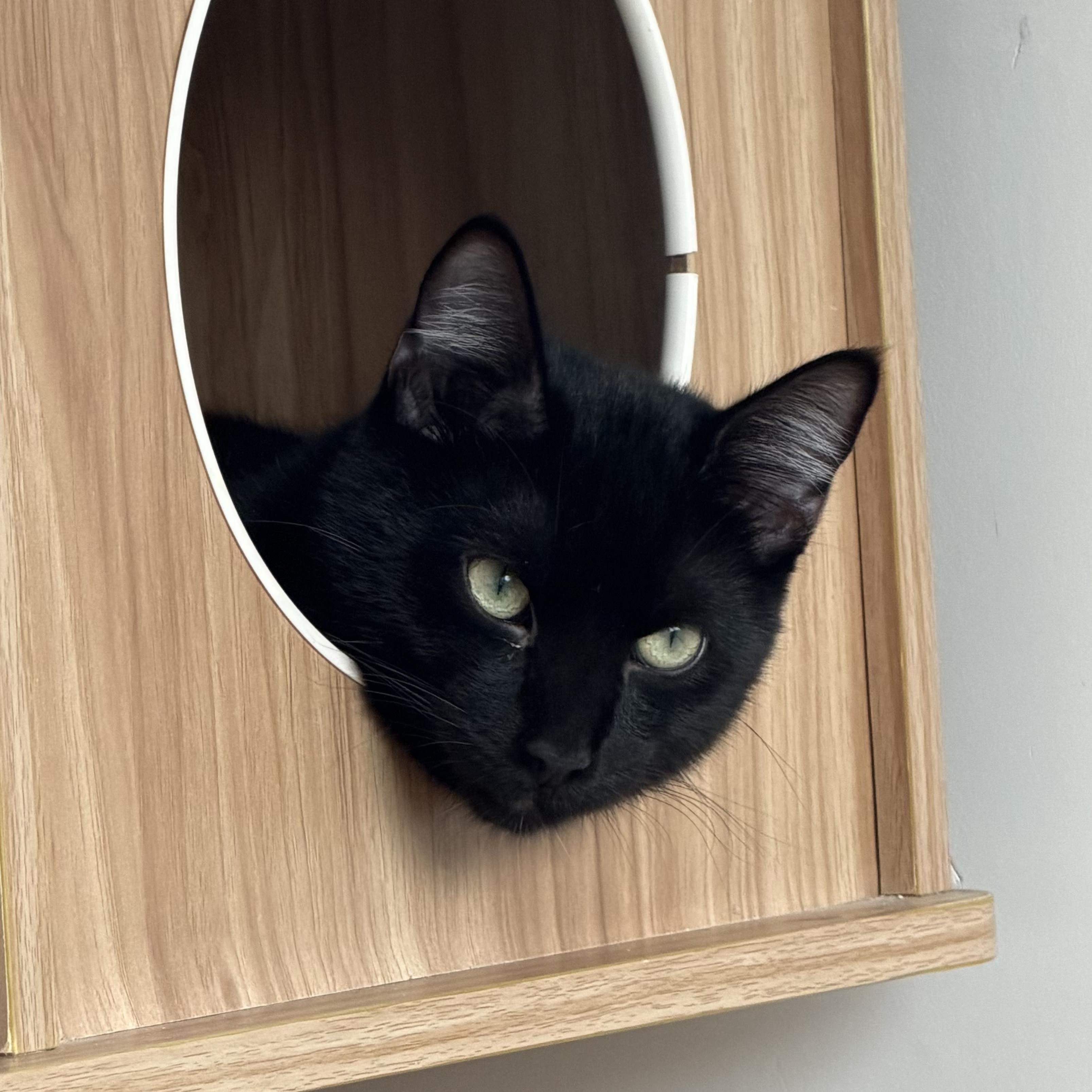 Enlarge Elvis, a Adoptable American Shorthair in Hull, MA image 1/1