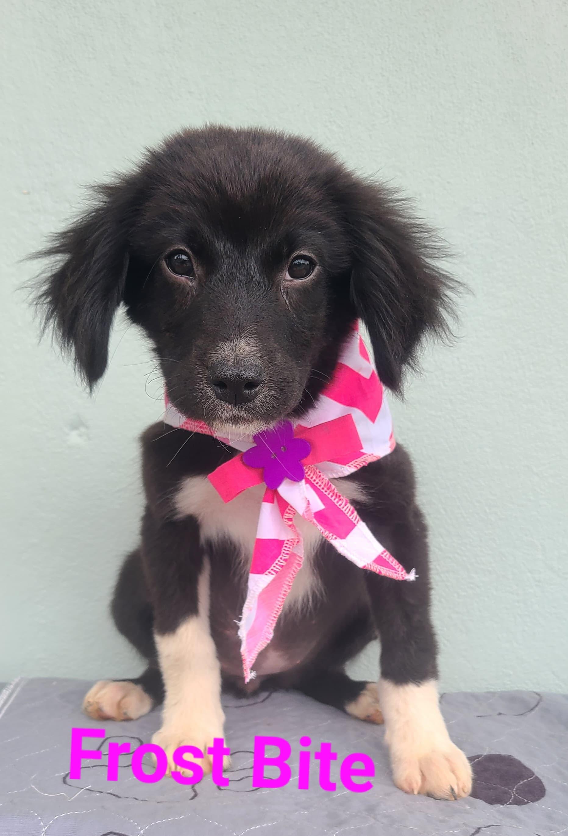 Frost Bite, ADOPTABLE, Puppy Female Black Labrador Retriever.