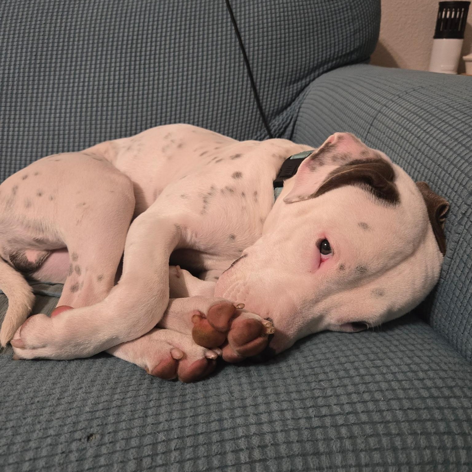 Jorge — thumbnail 6