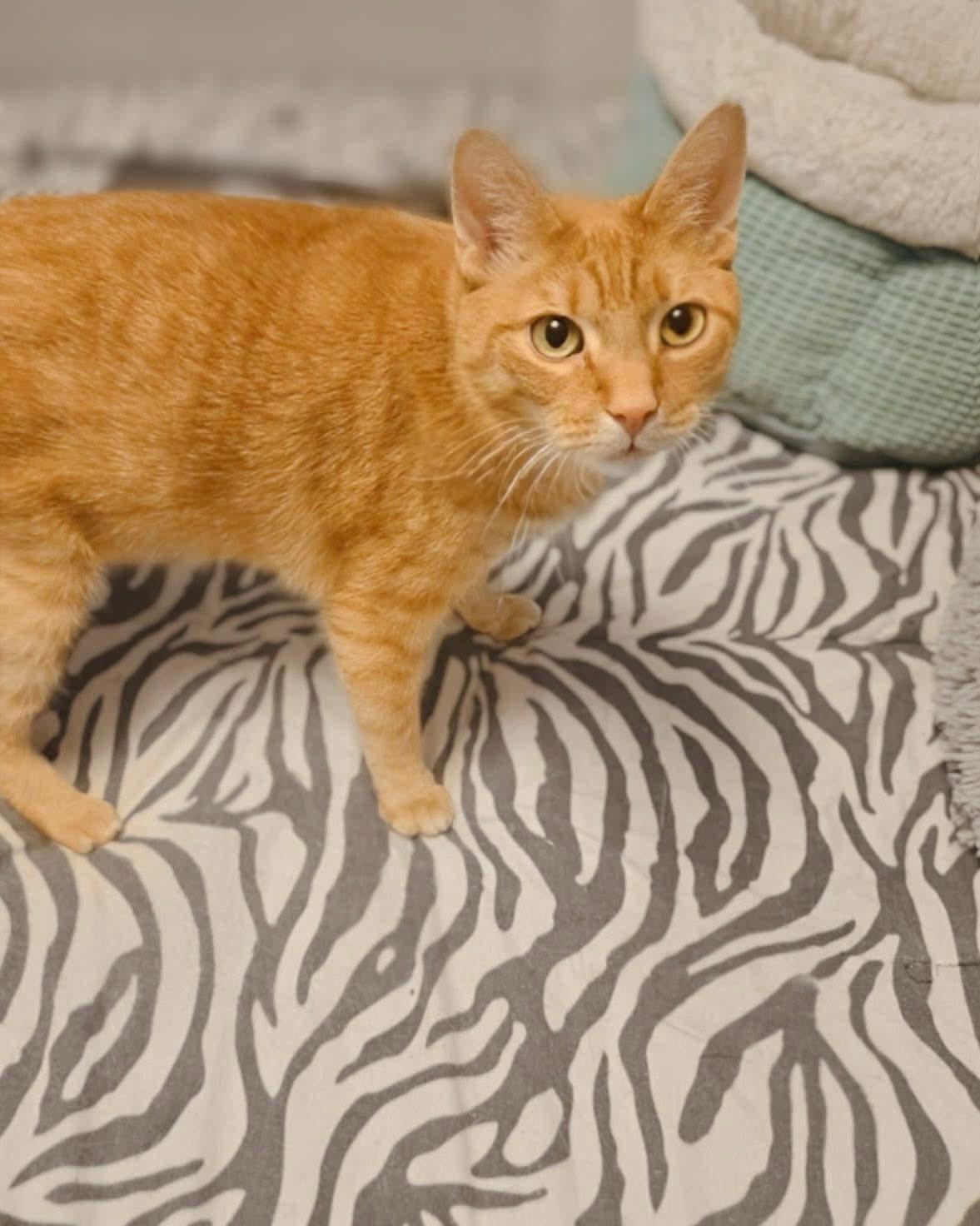 Enlarge Phillip (Courtesy Post), a ADOPTABLE Domestic Short Hair in Reading, PA image 1/1
