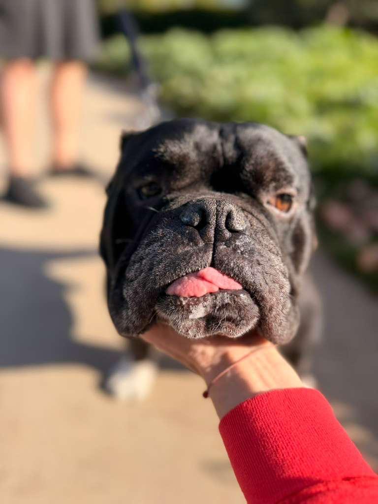 Enlarge Dumpling, a ADOPTABLE American Bulldog in Los Angeles, CA image 1/6