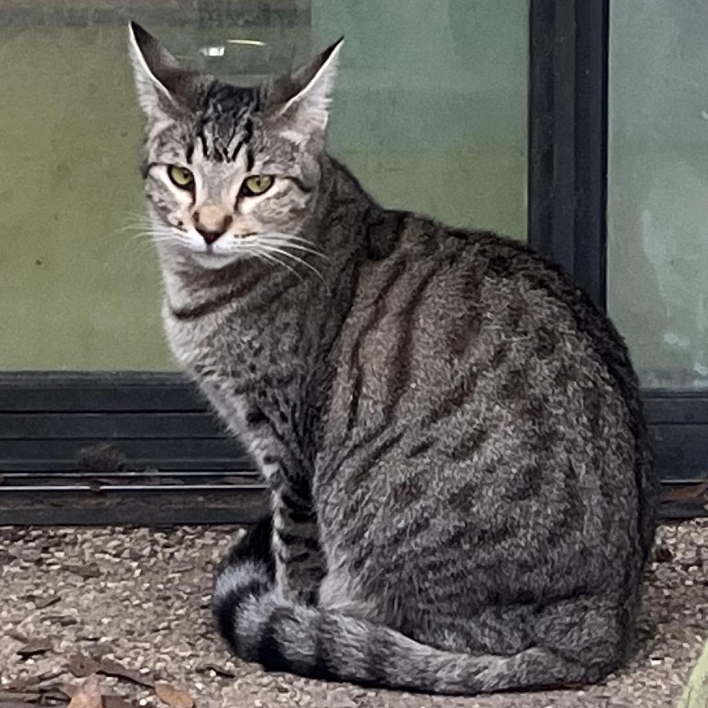 Aragorn, Adoptable, Adult Male Domestic Short Hair.
