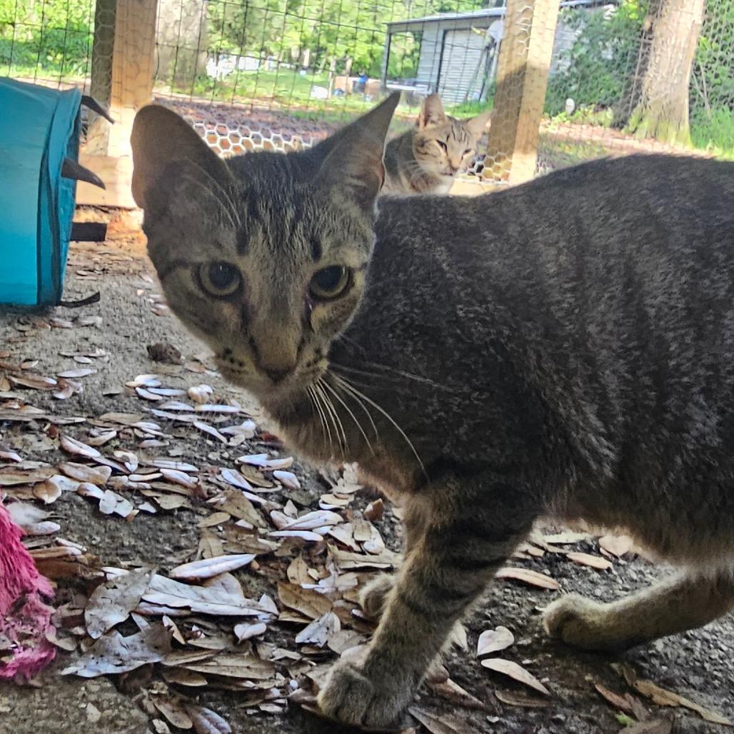 Aragorn, Adoptable, Adult Male Domestic Short Hair.