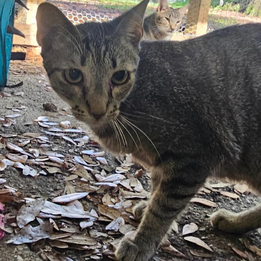 Enlarge Aragorn, a Adoptable Domestic Short Hair in Melrose, FL image 1/1