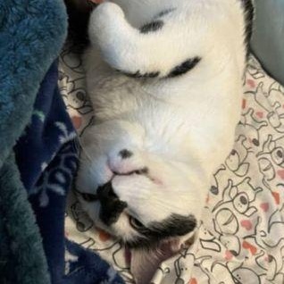 Enlarge Loki, a Adoptable Domestic Short Hair in Bethlehem, PA image 1/5