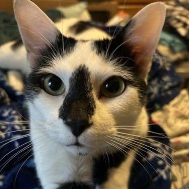 Enlarge Loki, a Adoptable Domestic Short Hair in Bethlehem, PA image 3/5