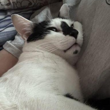 Enlarge Loki, a Adoptable Domestic Short Hair in Bethlehem, PA image 4/5