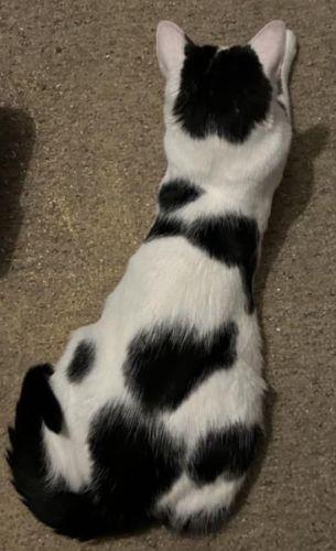 Loki, Adoptable, Adult Male Domestic Short Hair.