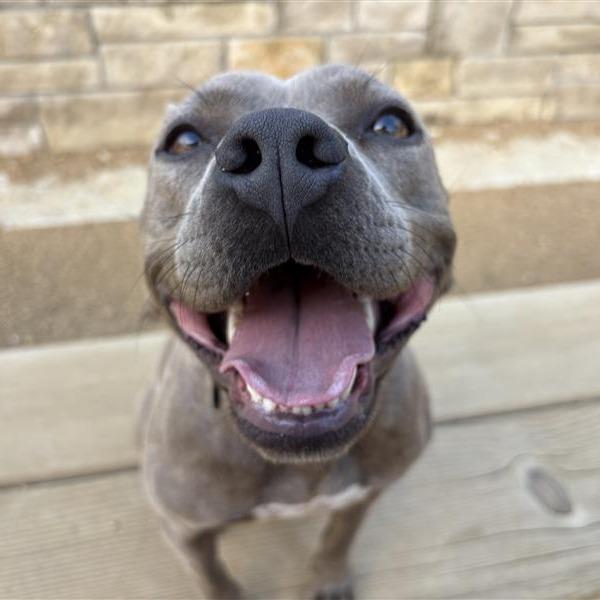 Strawberry, Adoptable, Adult Female Mixed Breed.