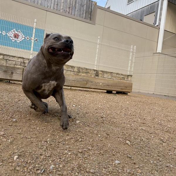 Enlarge Strawberry, a Adoptable Mixed Breed in Bentonville, AR image 2/6