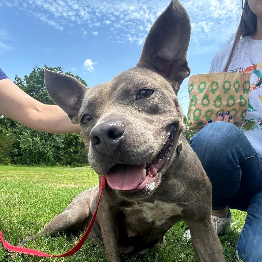 Enlarge Strawberry, a Adoptable Mixed Breed in Bentonville, AR image 3/6
